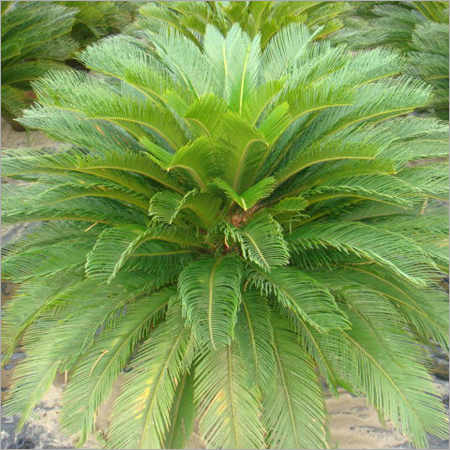 Cycas
