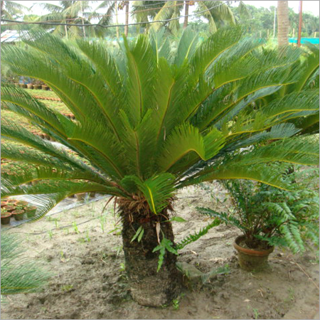 Cycas