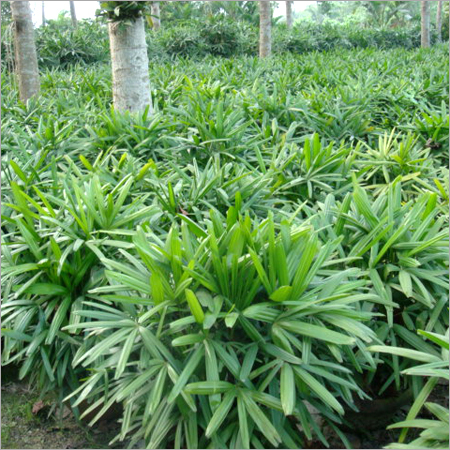 Raphis Garden