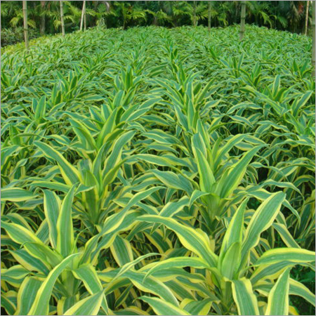 Our Dracena Garden