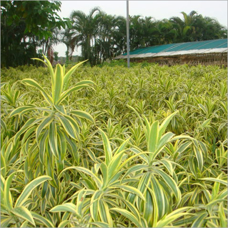 Our plant of India Collection