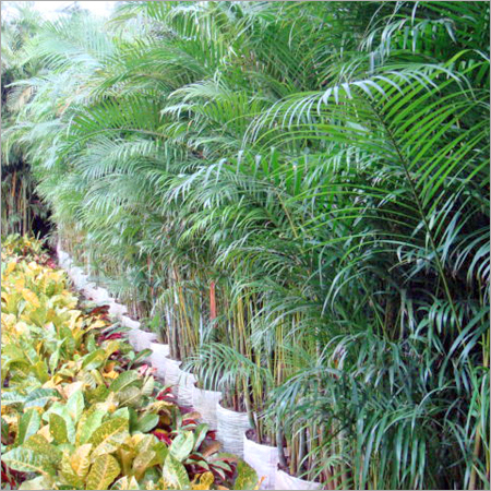 Areca & Croton