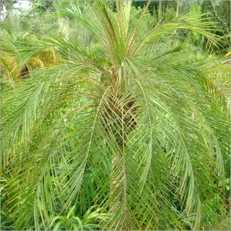 Phoenix Palm
