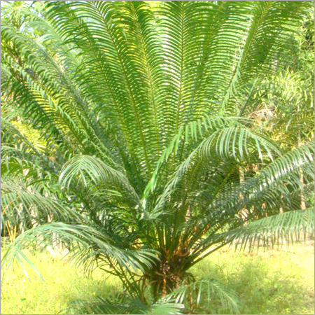 T-Cycas