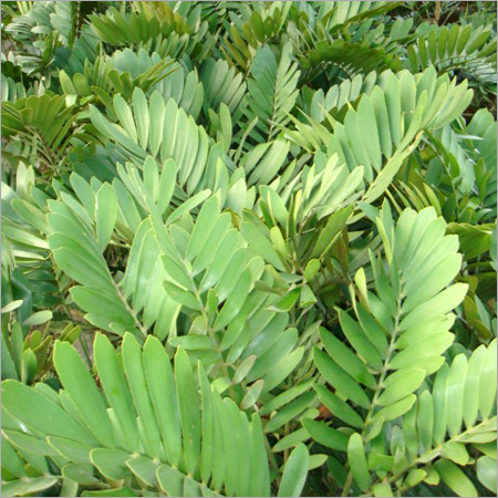 Zamia Furfurica