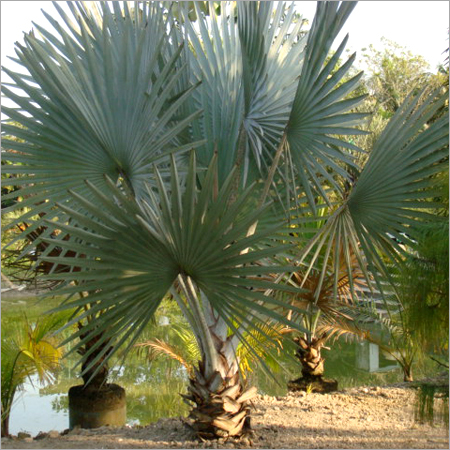 Bismarkia Palm (Silver)
