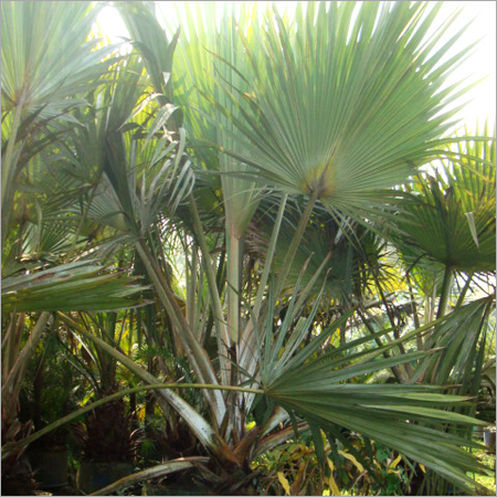 Latania Palm