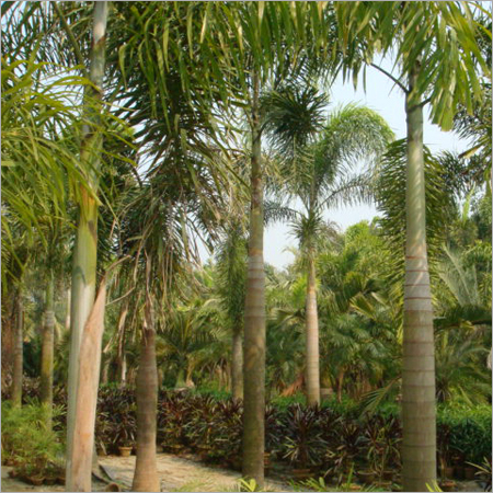Foxtail Palm