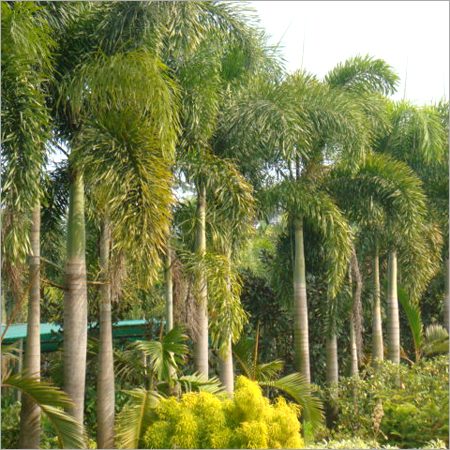 Foxtail Palm