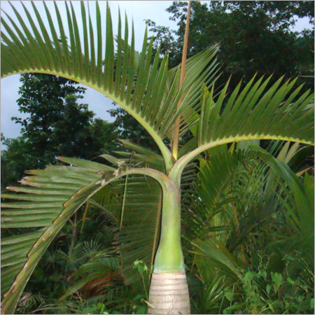 Hyphorbea Palm