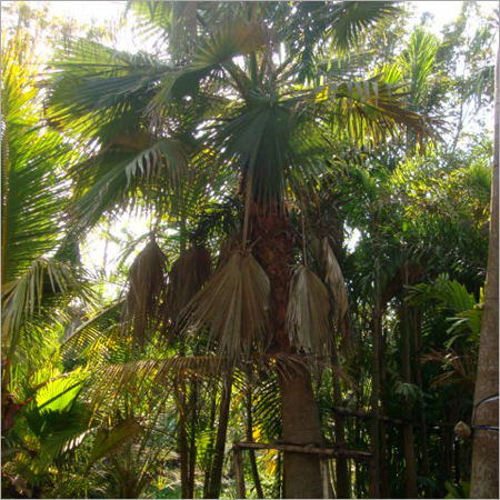 Washington Palm