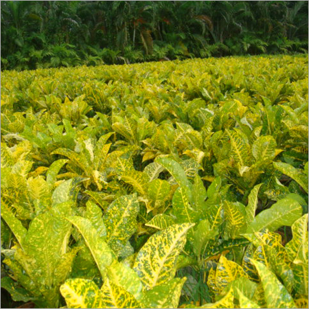 Ground Covers