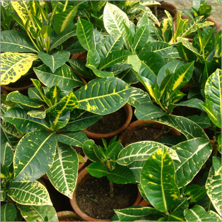 Our Croton Collection