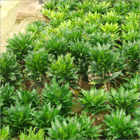 Dracenea compacta