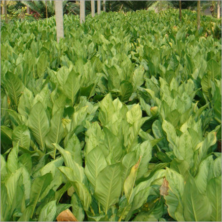 Diffenbachia