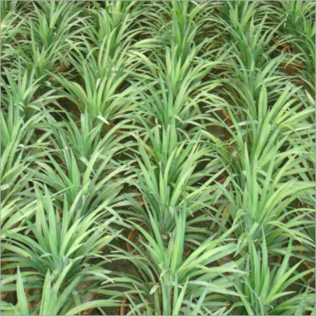 shrubs & Ground cover