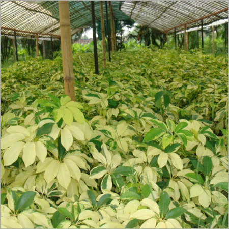 Schefflera