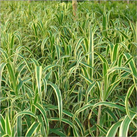 Dracenea Angistifolia