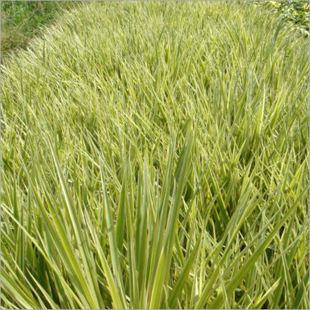 Dracenea chloroma (Green)