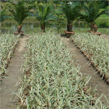 Shrubs & Ground Cover