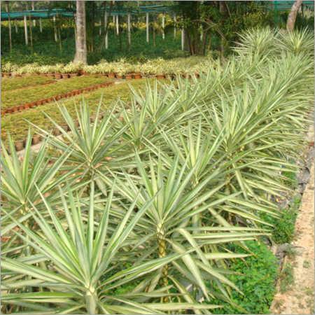 Ground Covers