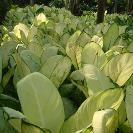 Shrubs & Ground Cover