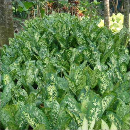 Shrubs & Ground Cover