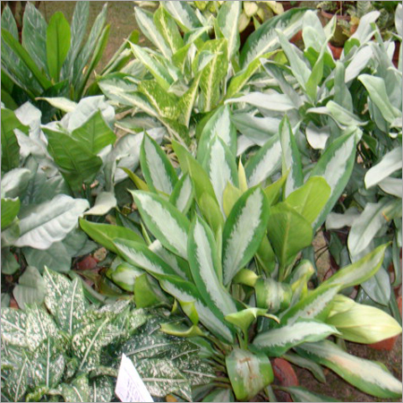 Shrubs & Ground Cover
