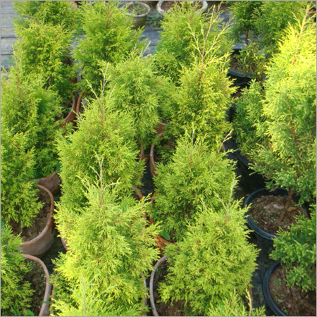 Shrubs & Ground Cover