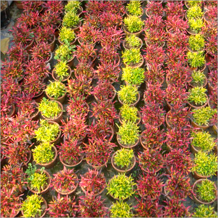 Shrubs & Ground Cover