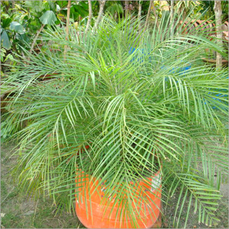 Phoneix Palm