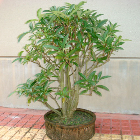 Bonsai