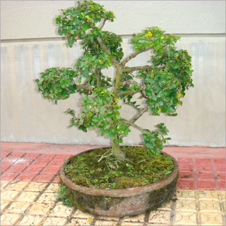 Bonsai