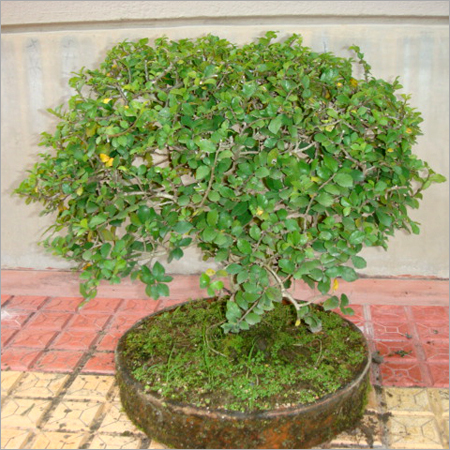 Bonsai