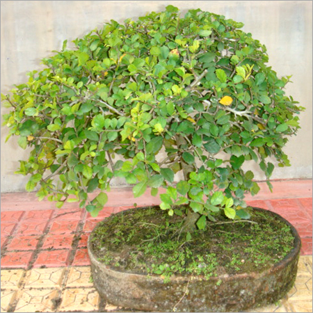 Bonsai