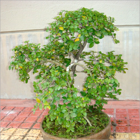 Bonsai