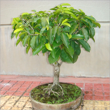 Bonsai