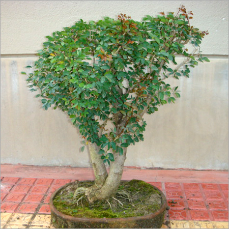 Bonsai