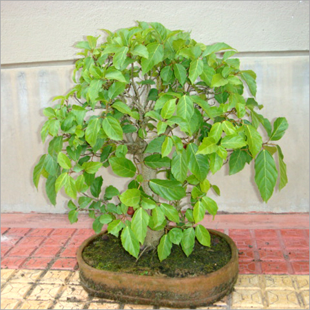 Bonsai