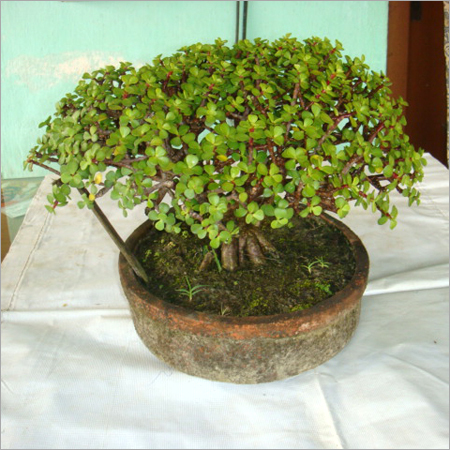 Bonsai