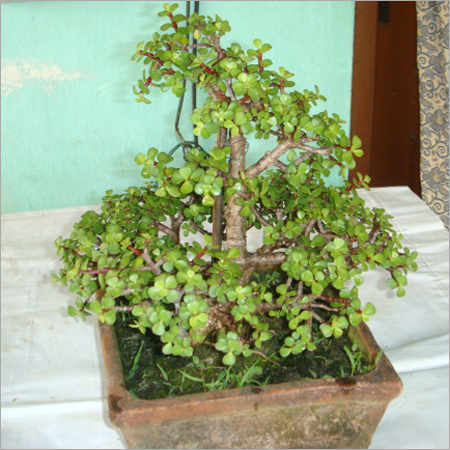 Bonsai
