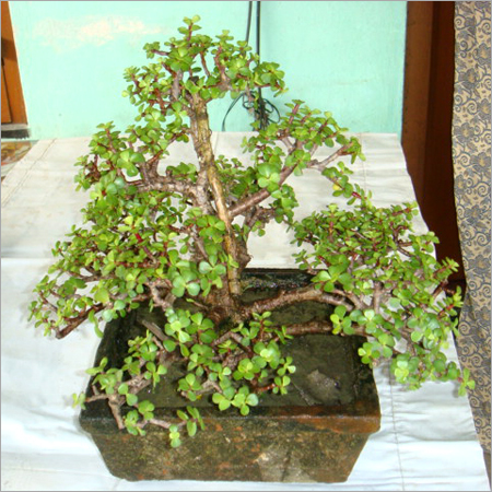 Bonsai