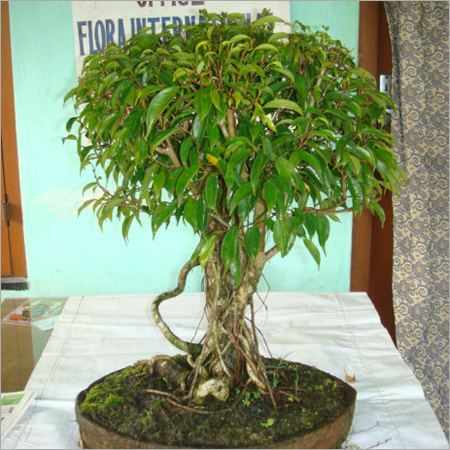 Bonsai