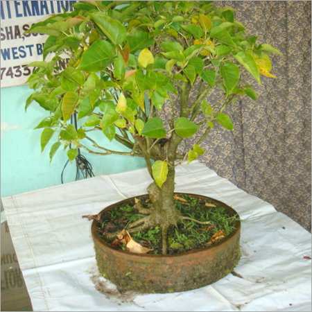 Bonsai