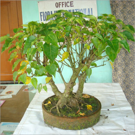 Bonsai