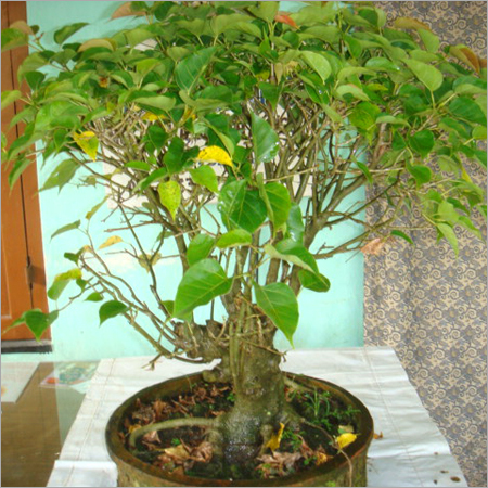 Bonsai