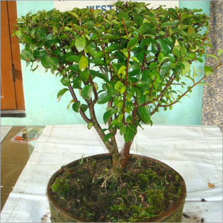 Bonsai