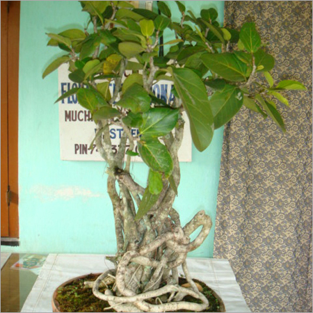 Bonsai