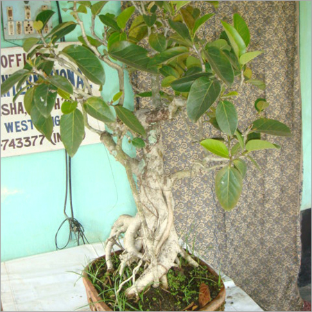 Bonsai