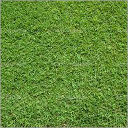 Mexican Carpet Grass - Grass, Variable Dimensions, Green | Soft Texture, Drought Tolerant, Dense Growth, Easy Maintenance
